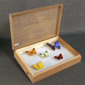 premium flip top keepsake Insect & butterfly Display case with pinned multi color butterflies- wooden Entomological Storage Boxes