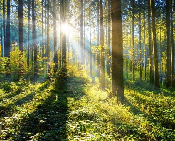 environmentally friendly wooden box production sunshine and sunrays in the woods